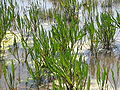 Rumex hydrolapathum