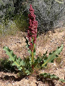 Rumex hymenosepalus 2.jpg