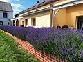 Lavandula Main category: Lavandula