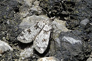 <span class="mw-page-title-main">Crambidae</span> Family of moths