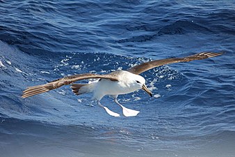 Singarda albatroso