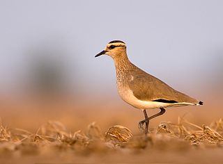 <span class="mw-page-title-main">Sociable lapwing</span> Species of bird