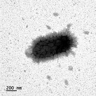 <span class="mw-page-title-main">Nitrosopumilales</span> Order of archaea