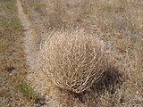 Salsola tragus, la boule roulante des Westerns.