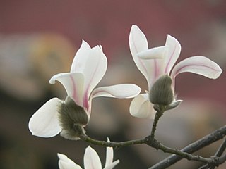 <i>Magnolia denudata</i> Species of plant