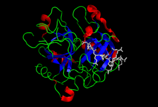 <span class="mw-page-title-main">Thrombin</span> Enzyme involved in blood coagulation in humans