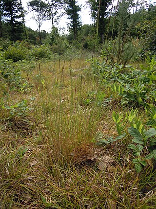 <i>Agrostis vinealis</i> Species of grass