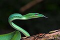 Image 4 Ahaetulla prasina Asian vine snake Ahaetulla prasina. This snake has a wide distribution in Asia. It feeds on small reptiles and amphibians, particularly lizards and tree frogs. Adults may attain 1.8 m (6 feet) in total length, with a tail 0.6 m (2 feet) long. Its appearance is very much like those of South American vine snakes. It is a rear-fanged species and is mildly venomous but is not considered a threat to humans. More selected pictures