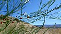 Asparagus officinalis next to Columbia River in East Wenatchee, Douglas County Washington