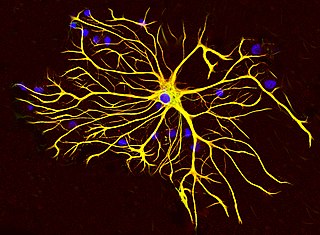 <span class="mw-page-title-main">Astrocyte</span> Type of brain cell