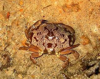 <i>Atergatis</i> (crab) Genus of crabs