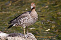 ♀ Melbourne Botanical Gardens, Australia