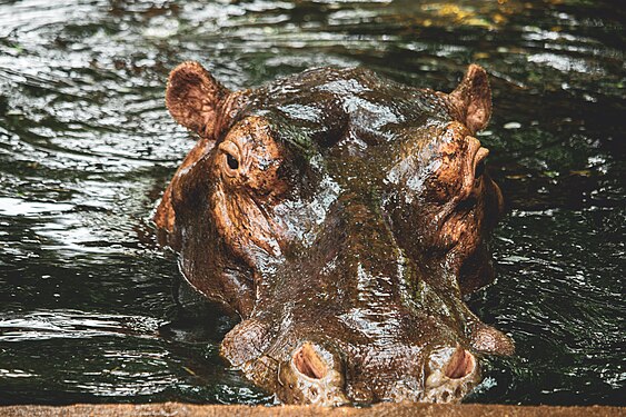 Photo d'un d'hippopotame dans son bassin au Parc Urbain Bangre Woego à Ouagadougou / Burkina Faso. Photographe: CelitoArtwork