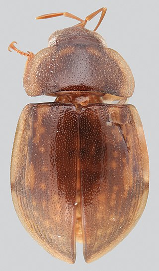 <i>Batochares</i> Genus of beetles