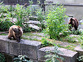 Bears in the Bärengraben in Berne (Switzerland).