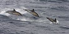 Common dolphin, Ireland CD 3.jpg