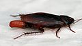 * Nomination A cockroach laying an egg capsule --99of9 05:27, 5 September 2011 (UTC) * Promotion Nice and useful -- Jean-Pol GRANDMONT 06:39, 5 September 2011 (UTC)