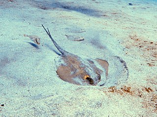 <span class="mw-page-title-main">Seabed</span> The bottom of an ocean