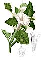 Datura metel