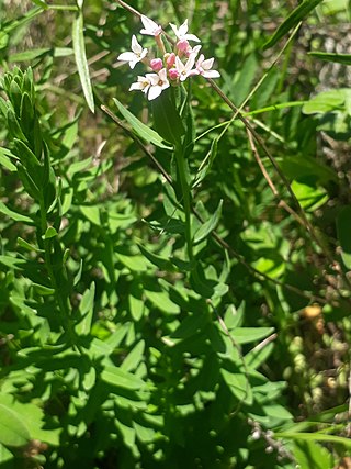 <i>Diarthron</i> Genus of flowering plants