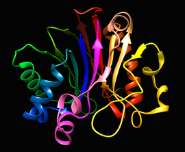 Image illustrative de l’article Désoxyribonucléase