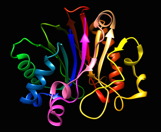 <span class="mw-page-title-main">Deoxyribonuclease I</span> Protein-coding gene in the species Homo sapiens