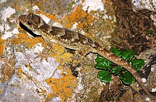 <i>Hoplodactylus</i> Genus of lizards