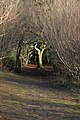 Footpath through woodland, Crickley Hill