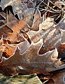 Frosted leaves