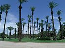 Palm trees at the ranch, some over 100 years old