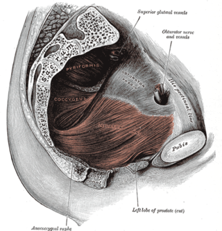 <span class="mw-page-title-main">Stress incontinence</span> Form of urinary incontinence from an inadequate closure of the bladder