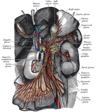 <span class="mw-page-title-main">Hepatic plexus</span>