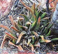 Haworthiopsis scabra var. scabra; the type form in habitat