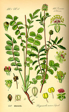 Illustration Sanguisorba minor0.jpg