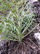 versch. Lattiche (Lactuca perennis, Lactuca serriola, Lactuca viminea, Lactuca indica)