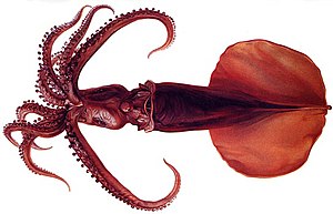 Mastigoteuthis magna has very large circular fins, characteristic of its family, Mastigoteuthidae
