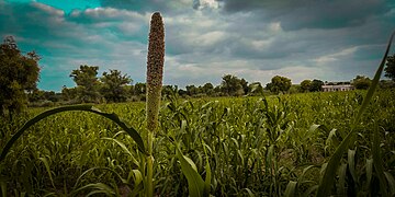 Millet - Bajara in Farmhouse.jpg