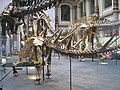 Skeletons in the main hall - in the foreground Kentrosaurus, 2013