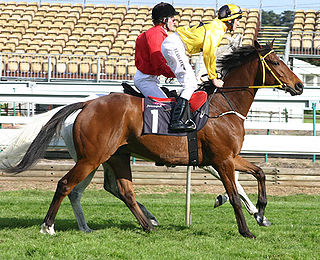 <span class="mw-page-title-main">Northerly</span> Australian-bred Thoroughbred racehorse