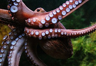 <span class="mw-page-title-main">Cephalopod intelligence</span> Measure of cognitive ability of cephalopods