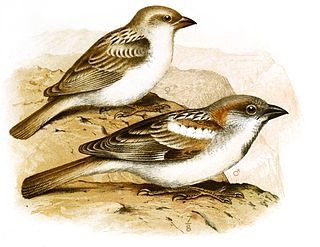 <span class="mw-page-title-main">Abd al-Kuri sparrow</span> Species of bird