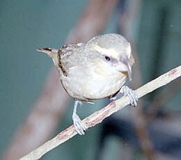 Gėlinukė (Pseudonestor xanthophrys)