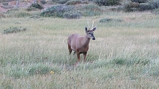 <span class="mw-page-title-main">South Andean deer</span> Species of deer