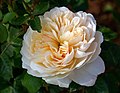 'Crocus Rose'[14][17]