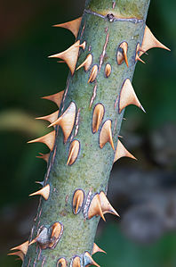 Rose prickles.