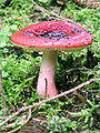 Russula sanguinea