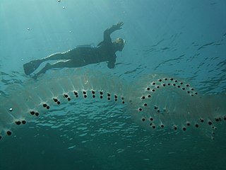 <span class="mw-page-title-main">Salp</span> Family of marine animals in the subphylum Tunicata