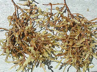 <i>Sargassum</i> Genus of brown algae