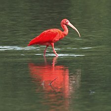 Scarlet Ibis (5535992720).jpg