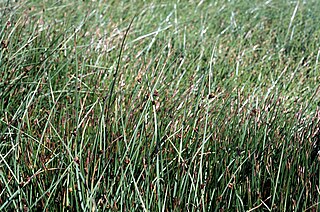 <i>Schoenoplectus americanus</i> Species of grass-like plant